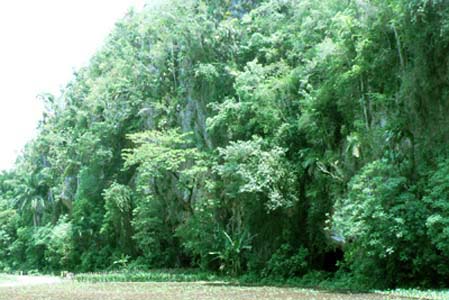 Falaise à Cuba